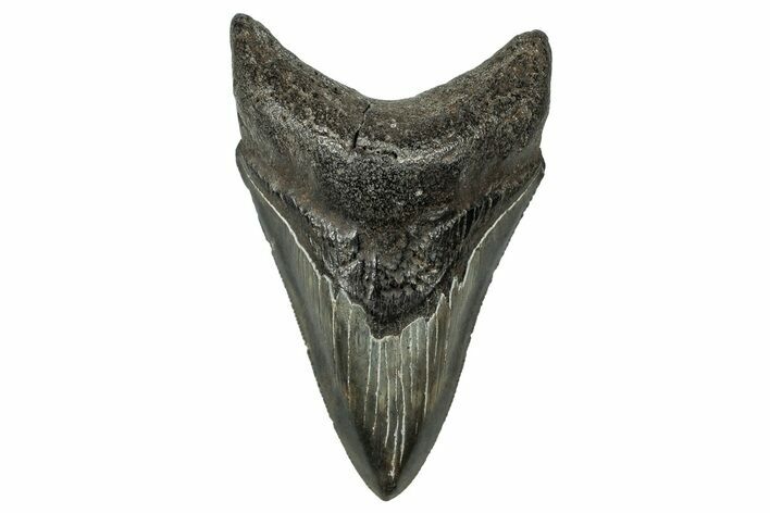 Serrated, Fossil Megalodon Tooth - South Carolina #324300